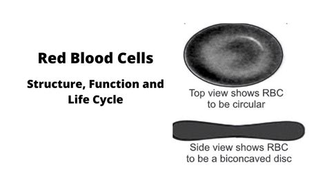 Red Blood Cells: Structure, Function and Life Cycle - Biology Ease