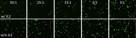 PBMC-mediated cytotoxicity using calcein AM | Nexcelom Bioscience