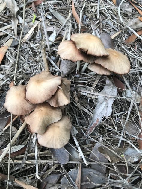 Common Gilled Mushrooms And Allies From Woolshed Creek Rd Tallegalla