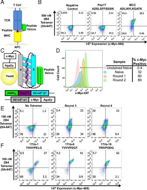 Stress Testing The Relationship Between T Cell Receptor Peptide Mhc