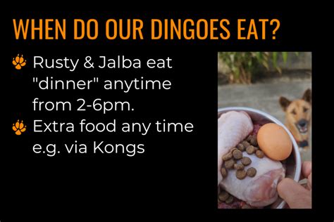 Dingo diet: what our dingoes eat | Intrepid World