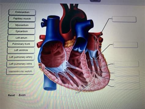 Solved Endocardium Papillary Muscle Myocardium Epicardium Chegg