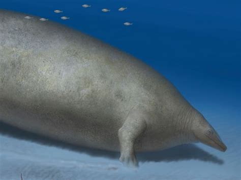 Heaviest Animal Ever Scientists Discover Massive Ancient Whale