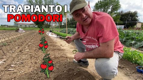 TRAPIANTO I POMODORI Nell ORTO Reso ALCALINO Con La CENERE YouTube