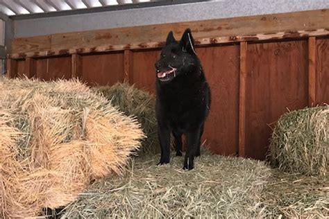 Barn Hunt - Schipperke Club of America