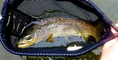 Pennsylvania Fly Fishing Trout Haven