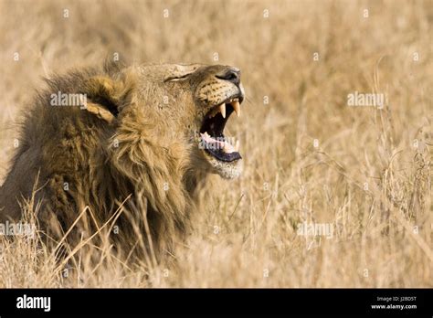 Okavango Delta Botswana Close Up Of Male Lion Roaring Stock Photo Alamy