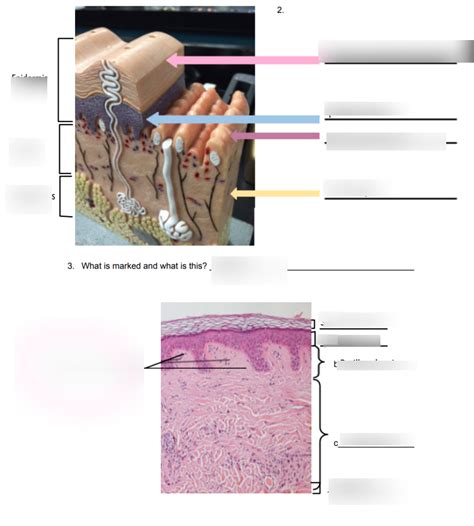 Integumentary Diagram Quizlet