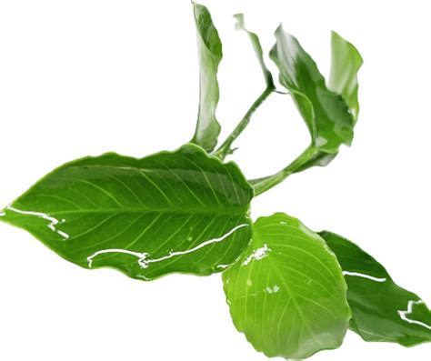 Amazon Mainam Anubias Nana Wavy Wrinkled Leaf Rooted Rhizome