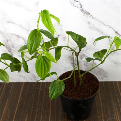 Black Pepper Plant at Rs 45/piece | Black Pepper Plant in Kottayam | ID ...