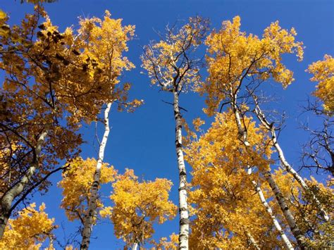 Instinct Animals For Film | Filming Locations in Fall