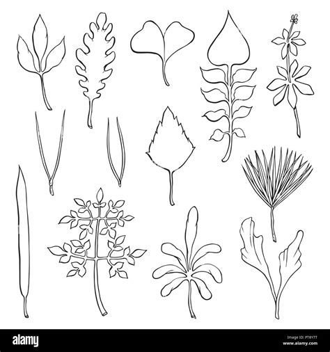 Tipos De Hoja Hojas De Diferentes Tipos De Esquema Imagen Vector De Stock Alamy