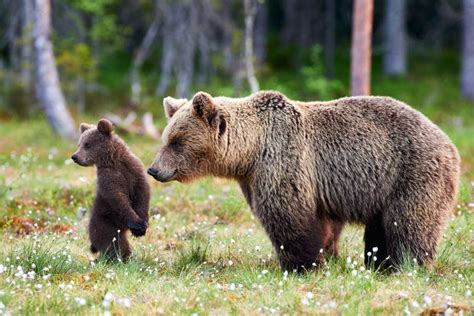 Mother Bear and Cub. Mother Bear and Cub. Focus on Cub. Stock Photo