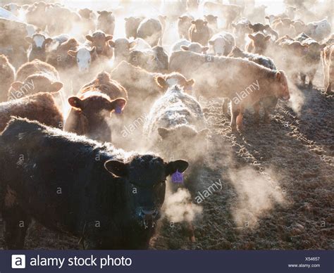 Feed Livestock Canada High Resolution Stock Photography And Images Alamy