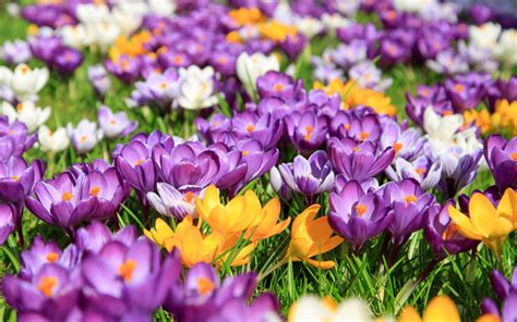 Herunterladen Hintergrundbild Bunte Krokusse Bokeh Fr Hling Bunte