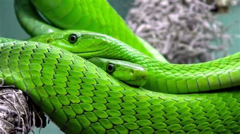 Top 20 Best And Colourful Snakes In The Worldamazing Snakesthe Beauty