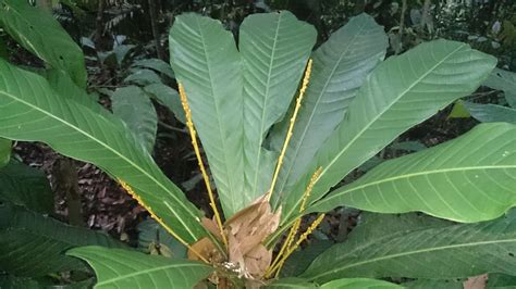 Agrostistachys Borneensis Images Useful Tropical Plants