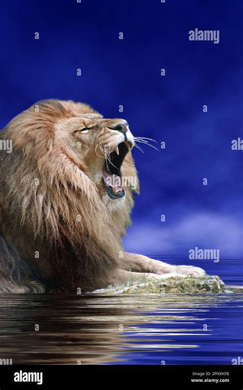 Lion Panthera Leo Portrait Of A Male Lion Composing Stock Photo Alamy