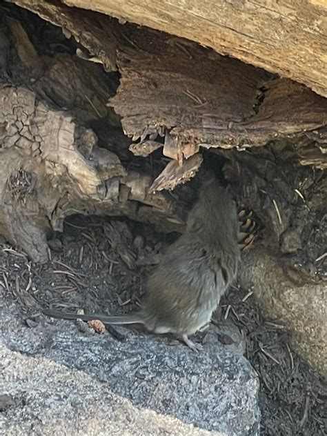 Southern Red Backed Vole From Rocky Mountain National Park Estes Park