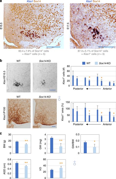 Critical Roles Of Sox14 In The Development Of Kisspeptin Neurons A ISH