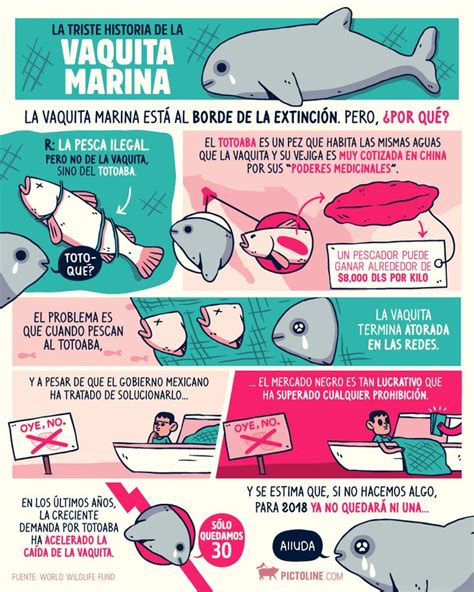 S Lo Quedan Alrededor De Vaquitas Marinas En El Mundo C Mo Pas