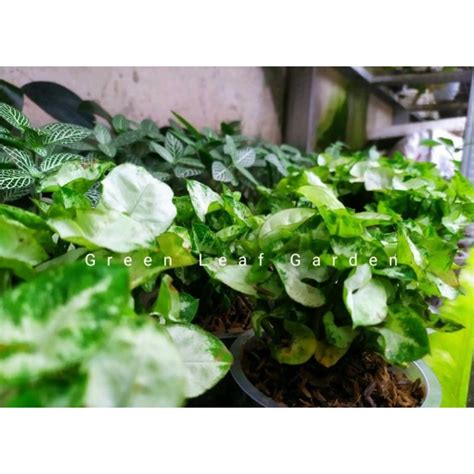 Jual Tanaman Hias Syngonium Mini Liliput Rumpun Batang Shopee