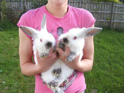 Irish Giant Breed Rabbits