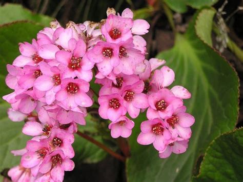 Создаем зеленый покров в тени. Почвопокровные. Уход, выращивание ...