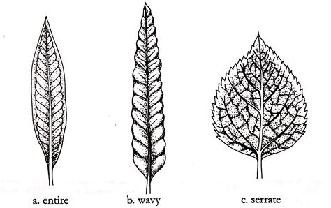 Types Of Leaf Margins