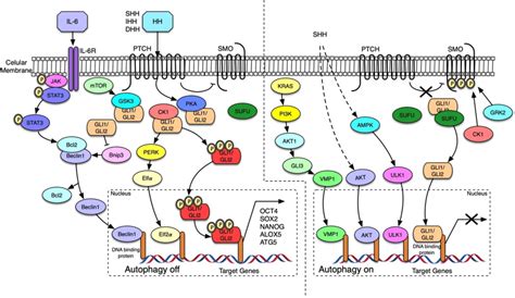 Overview Of Hedgehog Signaling Pathways In The Activation Of Autophagy Download Scientific