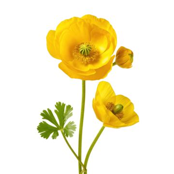 Bulbous Buttercup Flower Flower Nature Plant Png Transparent Image