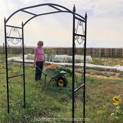 Sowing Carrots In Cornstarch Experiment Northern Homestead