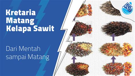 Kriteria Matang Panen Kelapa Sawit