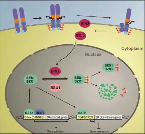 Brassinosteroid Signaling In The Plant Cell Brs Bind To The