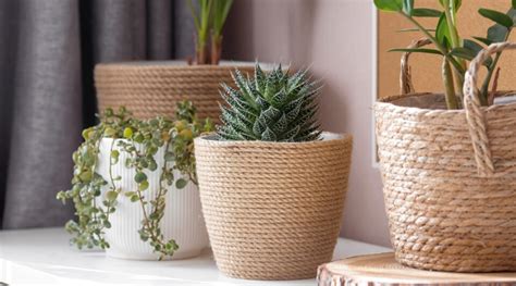 How to Choose The Perfect Pot or Container For Your Succulents