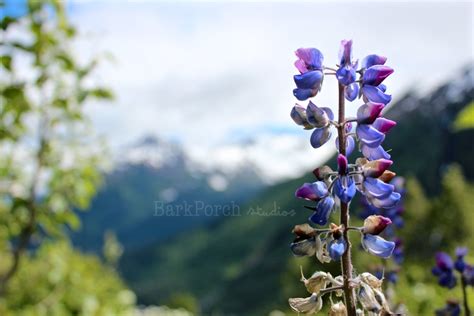 Alaska Purple Lupine Wildflowers Kenai Mountains Exit Glacier Summer ...