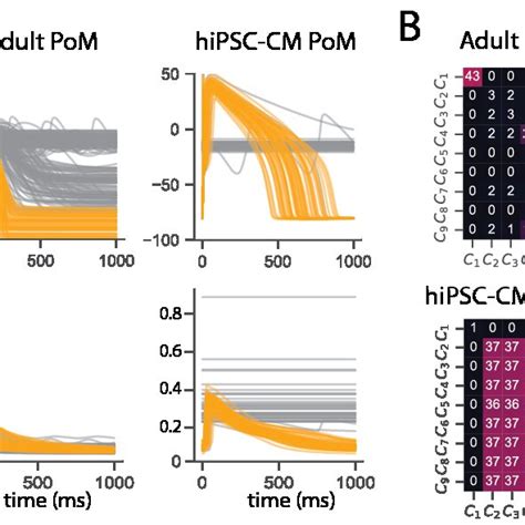 A The Action Potential And Calcium Transient Phenotypes From The