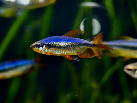 120 Gallon African Tetra Aquarium | Page 4 | The Planted Tank Forum