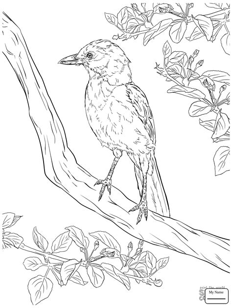 Blue Jay Bird Coloring Page Printable Sketch Coloring Page