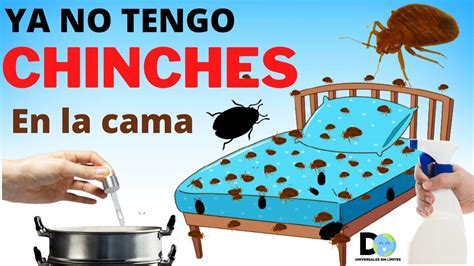 Consejos Para Eliminar Chinches Sigue Estos Pasos Para Deshacerte De