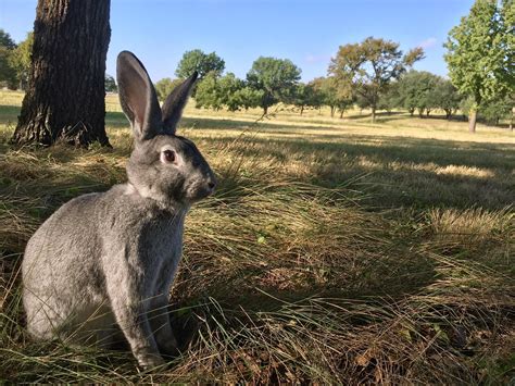 169 best Rabbit Season images on Pholder | Rabbits, Hunting and Pics