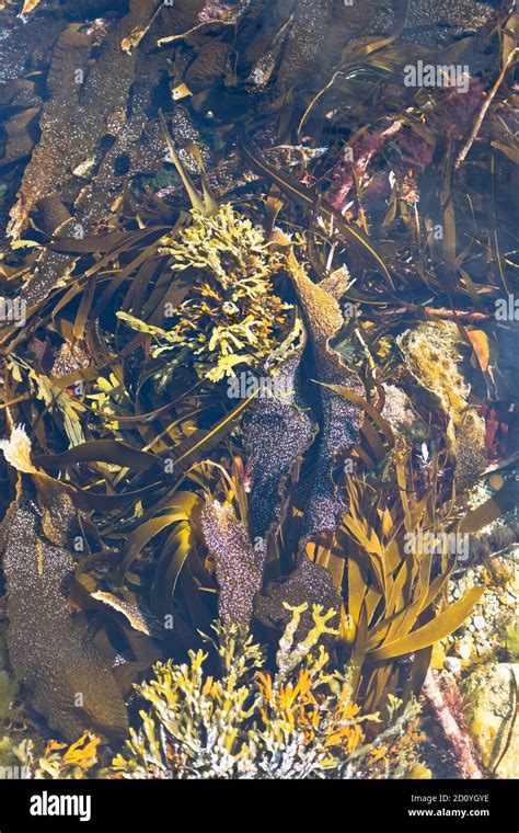 Scottish Sea Underwater Hi Res Stock Photography And Images Alamy