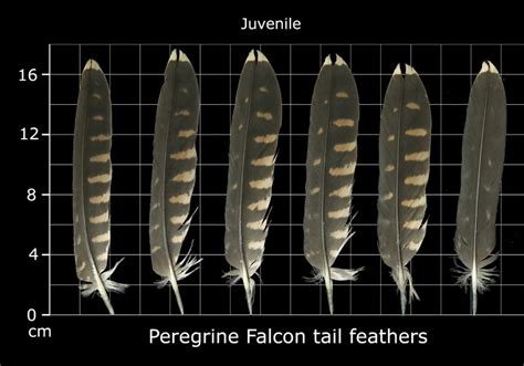 The Feather Atlas Feather Identification And Scans U S Fish And