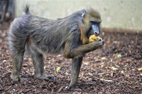 Isolated Mandrill Monkey portrait 17365268 Stock Photo at Vecteezy