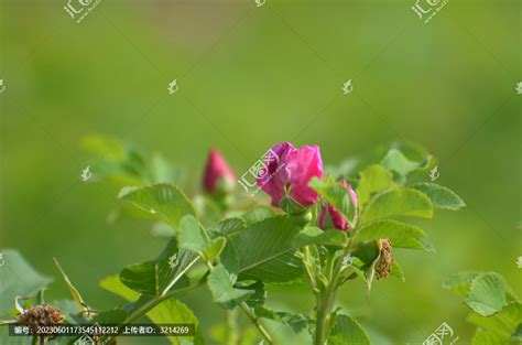 玫瑰花蕾花卉种植农林渔牧摄影素材汇图网