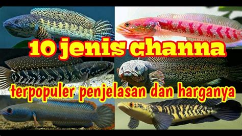 Jenis Ikan Channa Dan Harganya Kisaran Harga