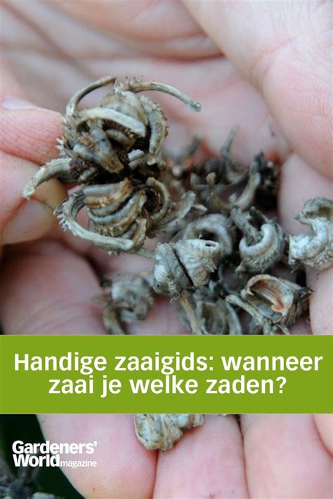 Planten Opkweken Uit Zaad Hoeft Niet Moeilijk Te Zijn Welke Zaden Kun