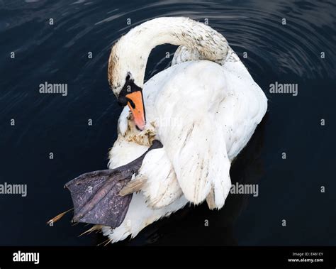 An Adult Male Mute Swan Preening Its Feathers On Water At Fairburn Ings