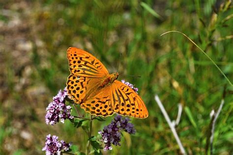 Borboleta Prado Insetos Foto Gratuita No Pixabay Pixabay