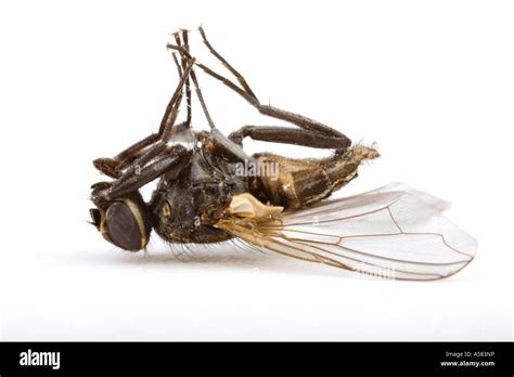 House Fly Musca Domestica Stock Photo Alamy